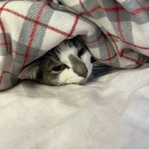 Meet your Posher, Jameson